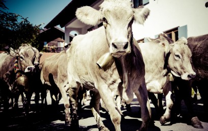 Usce consectetur sem nec euismod varius.